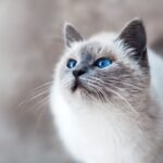 Photo - Veterinarian - Pet owner - Clinic - Location - Map