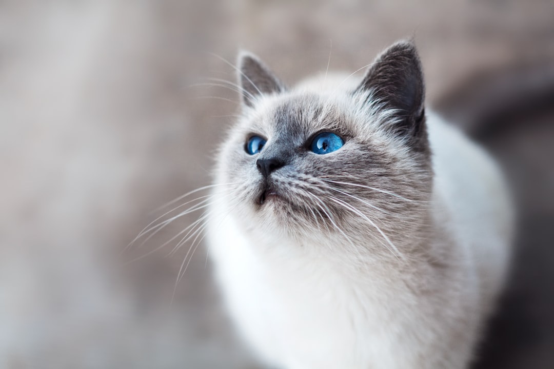 Photo - Veterinarian - Pet owner - Clinic - Location - Map