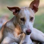 Photo Dog with bone